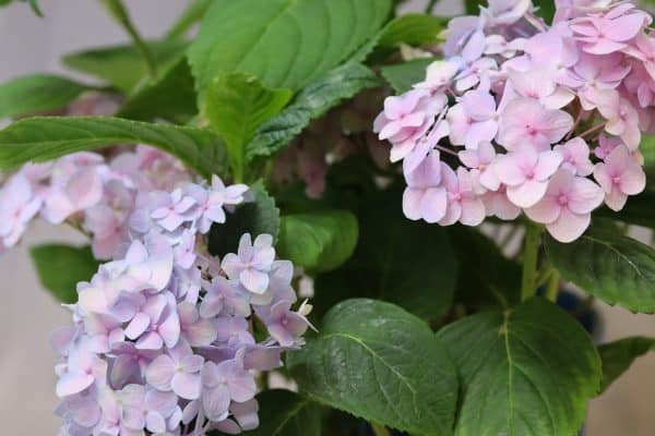 Closeup of light pink flowers and green leaves of the Hydrangea Endless Summer plant.
