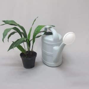 ASPIDISTRA SPOTTY BOY 15CM
