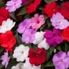 A close-up of a cluster of impatiens new guinea flowers in dazzling red, white, light purple, and dark pink colours.