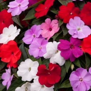 IMPATIENS NEW GUINEA
