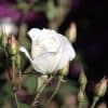 Close-up of a white Iceberg rose and several unopened buds with pink tips.
