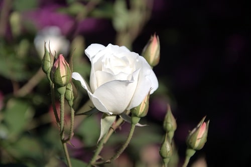 Closeup of a white Iceberg rose and several unopened buds with pink tips.