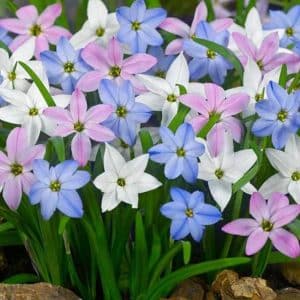 Ipheion Bulbs