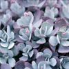 Closeup shot of a succulent plant with fleshy, spoon-shaped leaves in shades of muted purple, green, and grey.