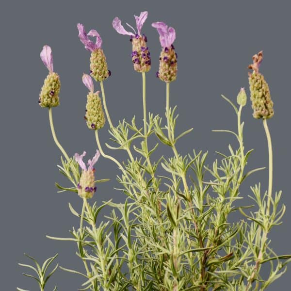 Close-up of withered purple flowers and light green leaves of a lavender plant.