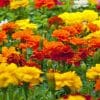 Green foliage, closed buds and red, orange and yellow flowers of Marigold plants.