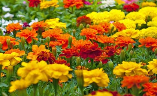 Green foliage, closed buds and red, orange and yellow flowers of Marigold plants.