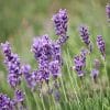Closeup of the bright purple flowers of lavender plants against a green meadow.