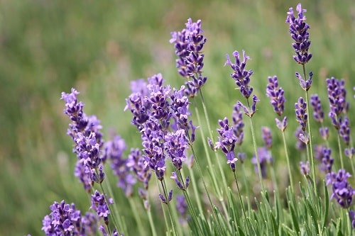 Closeup of the bright purple flowers of lavender plants against a green meadow.