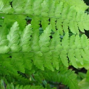 FERN MICROLEPIA 15CM