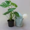 A small Monstera Deliciosa plant in a black pot with a light blue watering can.