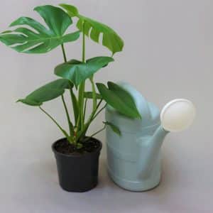 MONSTERA DELICIOSA 17CM