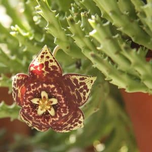 ORBEA