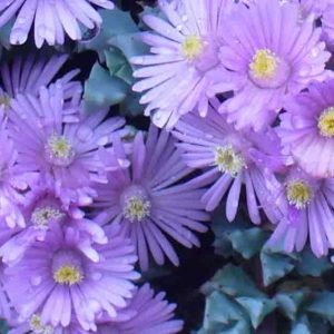 ICE PLANT 15CM