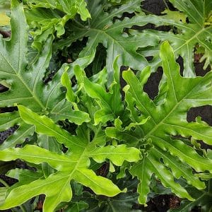 PHILODENDRON SELLOUM