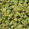 Close-up of a mass of variegated yellow and green leaves of Plectranthus Troys Gold plant.