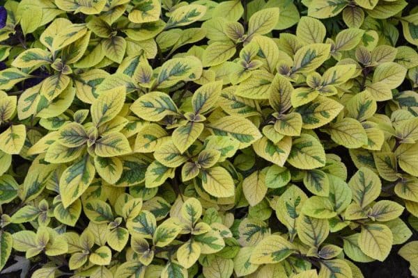 Closeup of a mass of variegated yellow and green leaves of Plectranthus Troys Gold plant.