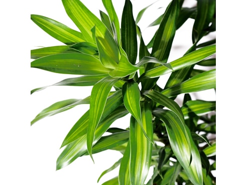 Close up of Pleomele Song of Jamaica plant with spiky green leaves