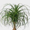 Close up of the top of a pony tail palm with stringy green fronds