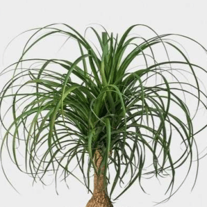 PONYTAIL PALM