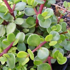 PORTULACARIA AFRA BIG LEAF 19CM