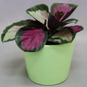 POT COVER COCO APPLE GREEN 14CM