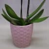 A light purple pot with indented crosses in a line on the outside and an orchid planted within.