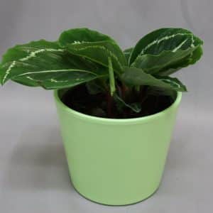 POT COVER LINA APPLE GREEN 14CM