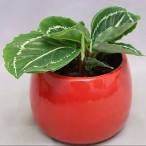 POT COVER MEDIUM RED