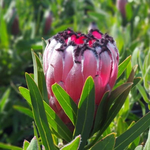 Flower of the Protea Australis Ruby plant. It has black-tipped pink petals surrounded by green leaves.