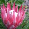The Protea Madiba flower. The petals are bright pink, the stamen white, and leaves green.