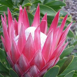 PROTEA MADIBA
