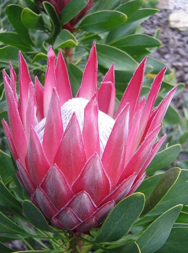 The Protea Madiba flower. The petals are bright pink, the stamen white, and leaves green.