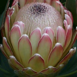 PROTEA SUSARA
