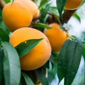 PEACH BONNIGOLD 20cm