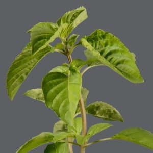Perennial basil 12cm