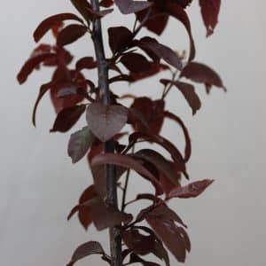 PRUNUS NIGRA 7KG