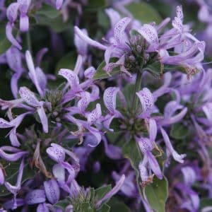 RIBBON BUSH 4KG