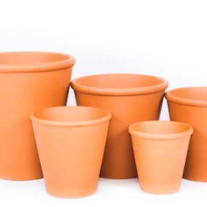 Terracotta Pot Rose