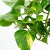 Closeup of the bright green and yellow leaves of the Scindapsus Aureus plant.