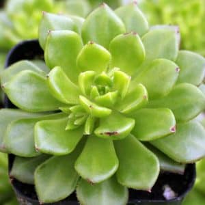 SEDEVERIA LETIZIA