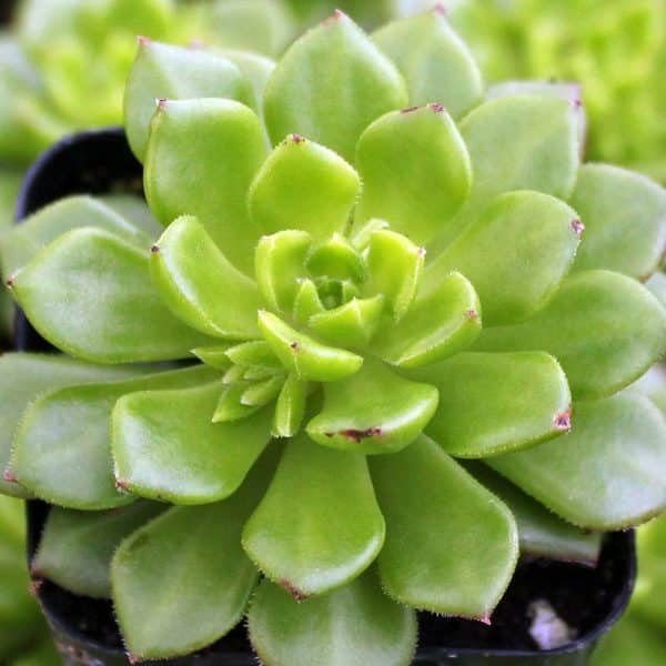 A portrait of a green and red-tipped leaf sedeveria letizia succulent plant.