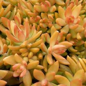 SEDUM COPPERTONE