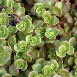 SEDUM CORAL REEF