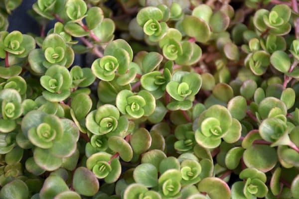 A close-up of a light green and red sedum coral reef plant.