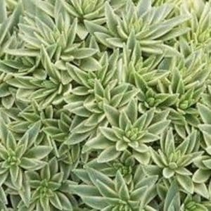 SEDUM SEA URCHIN