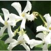 Delicate white cattleya orchid blossoms with pale yellow centres on a dark background.