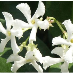 STAR JASMINE 12cm