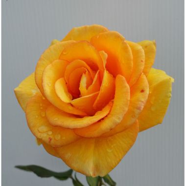 Close-up of a vibrant yellow rose in full bloom