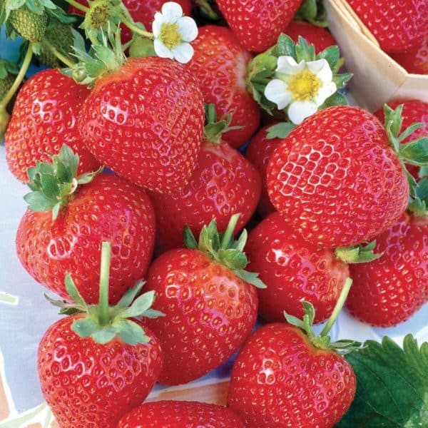 A close-up of bright red Everbearing strawberries with white flowers and green stems.